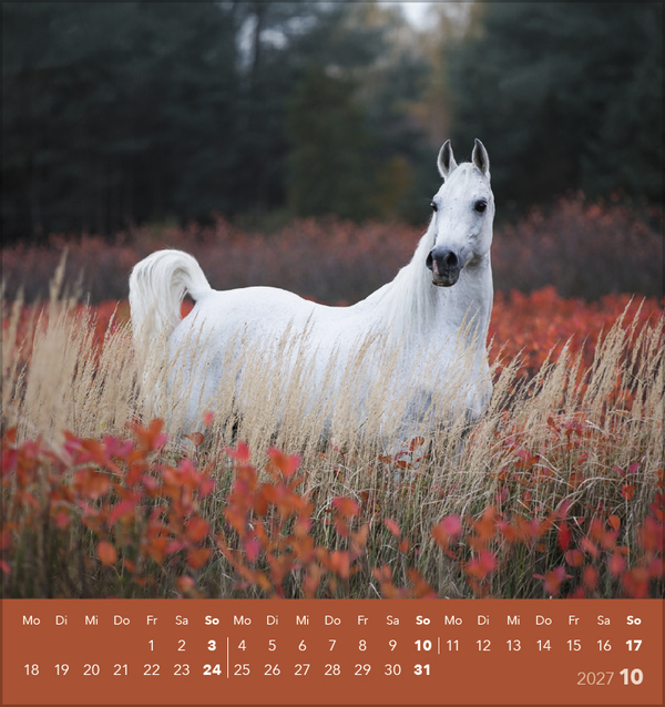 Weitere Ansicht: Traumpferde 2027