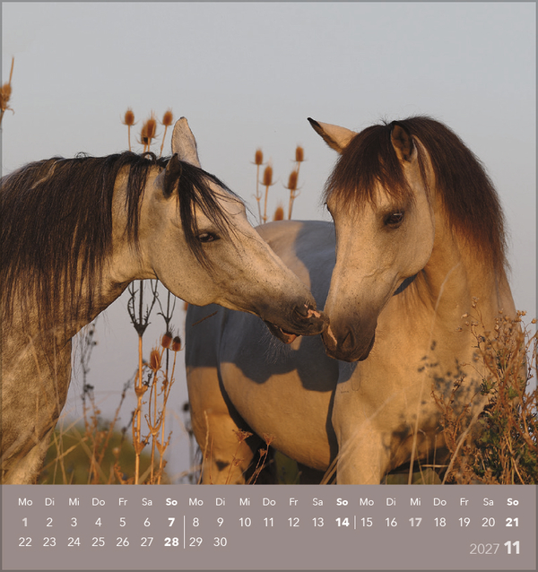 Weitere Ansicht: Traumpferde 2027