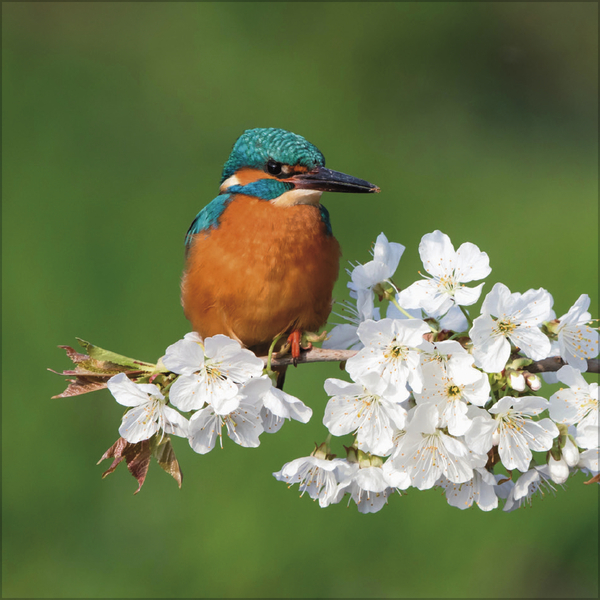 Weitere Ansicht: Vögel 2027