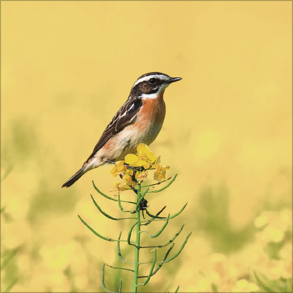 Weitere Ansicht: Vögel 2027