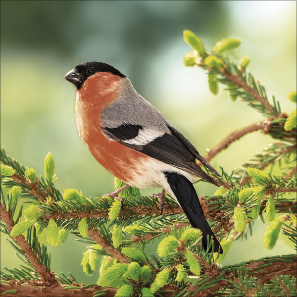 Weitere Ansicht: Vögel 2027