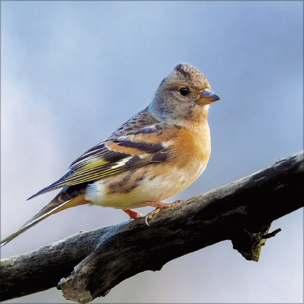 Weitere Ansicht: Vögel 2027