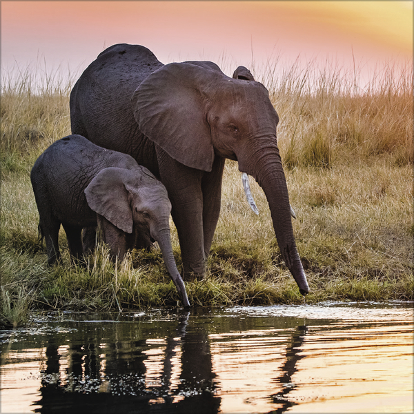 Weitere Ansicht: Elefanten 2027