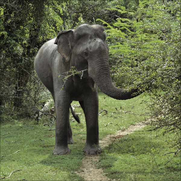 Weitere Ansicht: Elefanten 2027