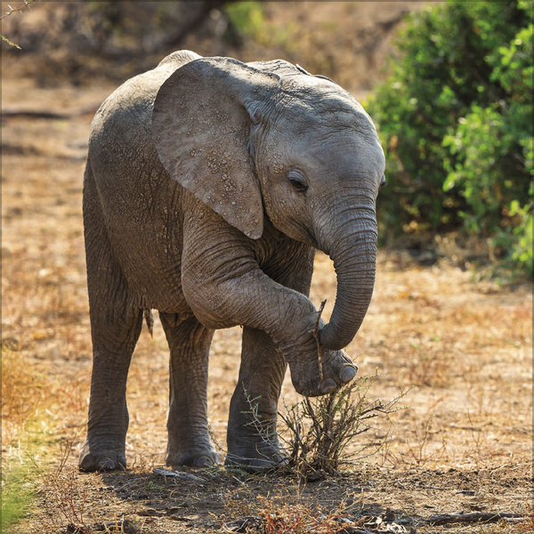 Weitere Ansicht: Elefanten 2027