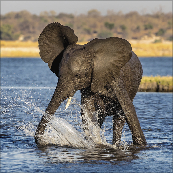 Weitere Ansicht: Elefanten 2027
