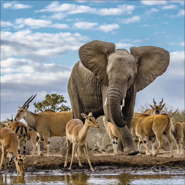 Weitere Ansicht: Elefanten 2027