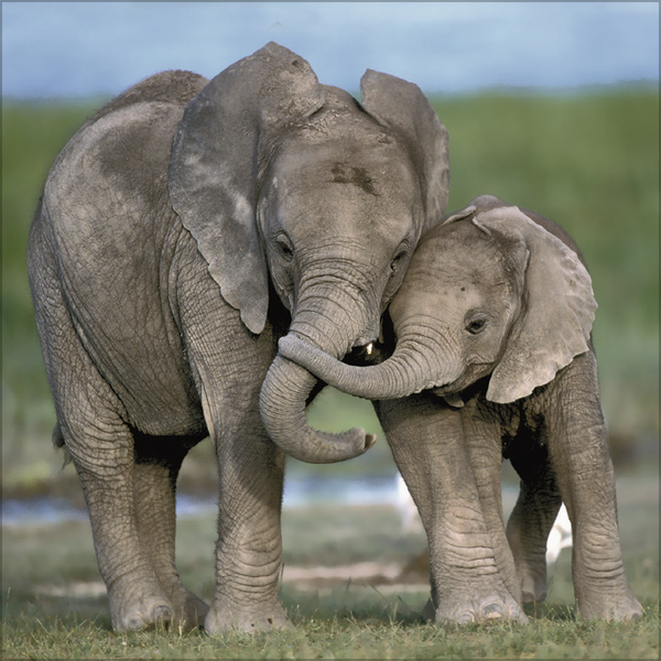 Weitere Ansicht: Elefanten 2027