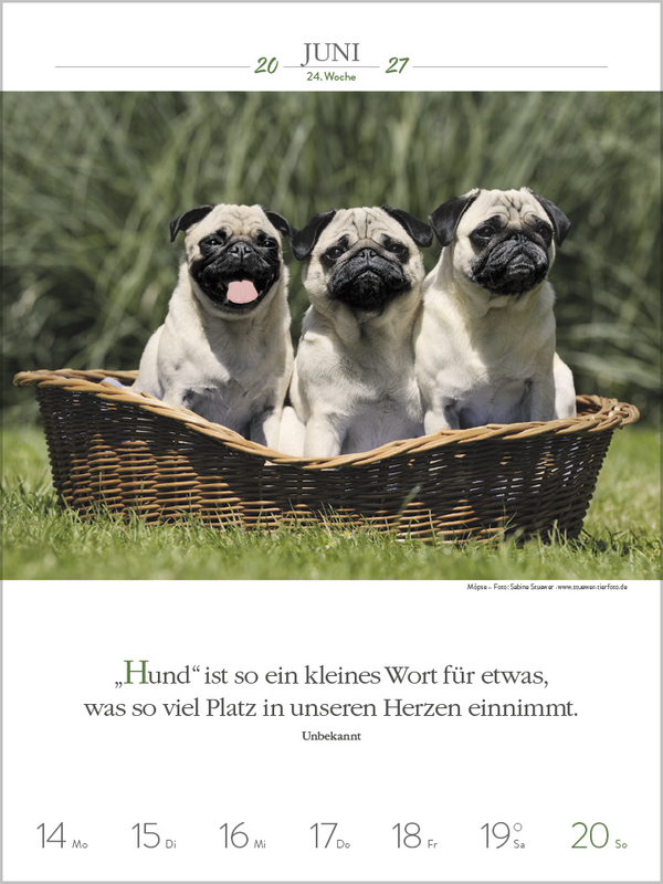 Weitere Ansicht: Literaturkalender Hunde 2027