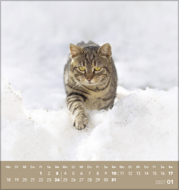 Weitere Ansicht: Schmusekatzen 2027