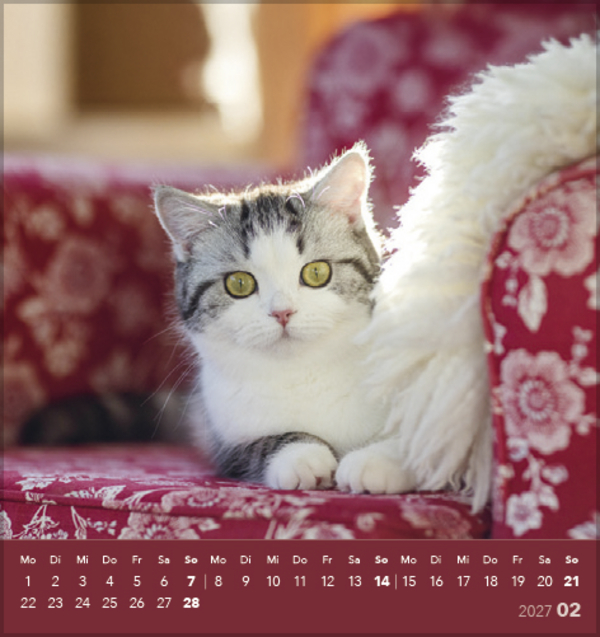 Weitere Ansicht: Schmusekatzen 2027