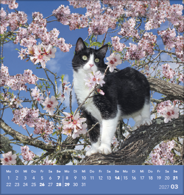 Weitere Ansicht: Schmusekatzen 2027