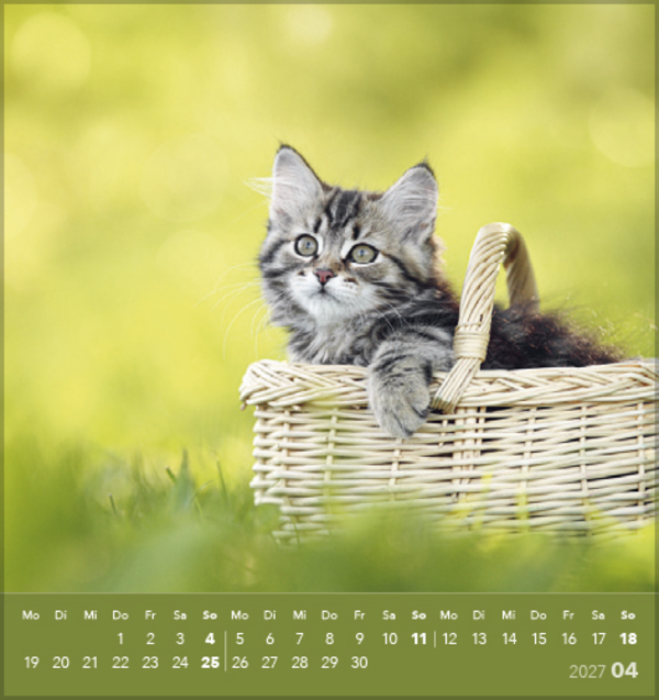 Weitere Ansicht: Schmusekatzen 2027