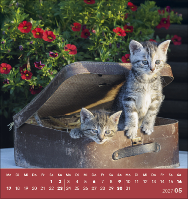 Weitere Ansicht: Schmusekatzen 2027