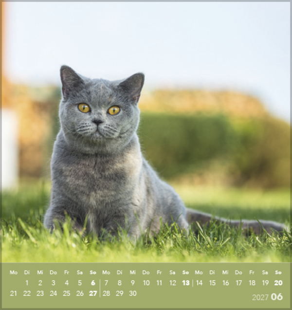 Weitere Ansicht: Schmusekatzen 2027