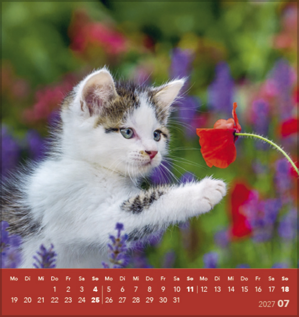 Weitere Ansicht: Schmusekatzen 2027