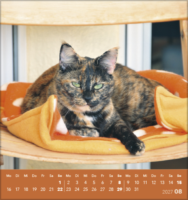 Weitere Ansicht: Schmusekatzen 2027