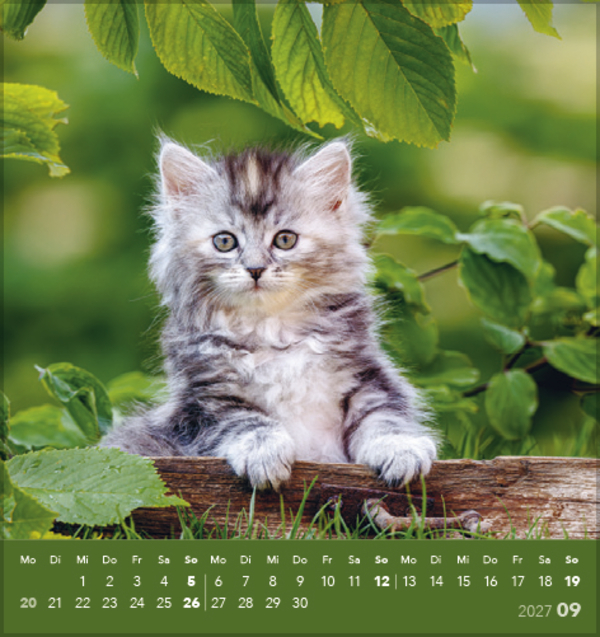 Weitere Ansicht: Schmusekatzen 2027