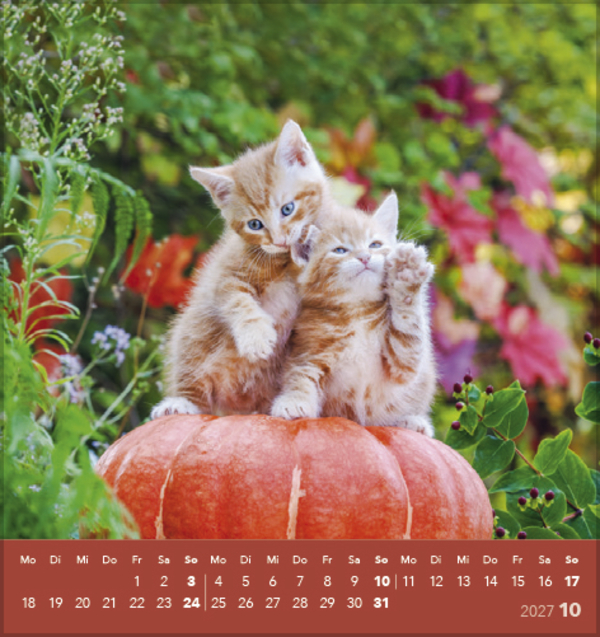 Weitere Ansicht: Schmusekatzen 2027