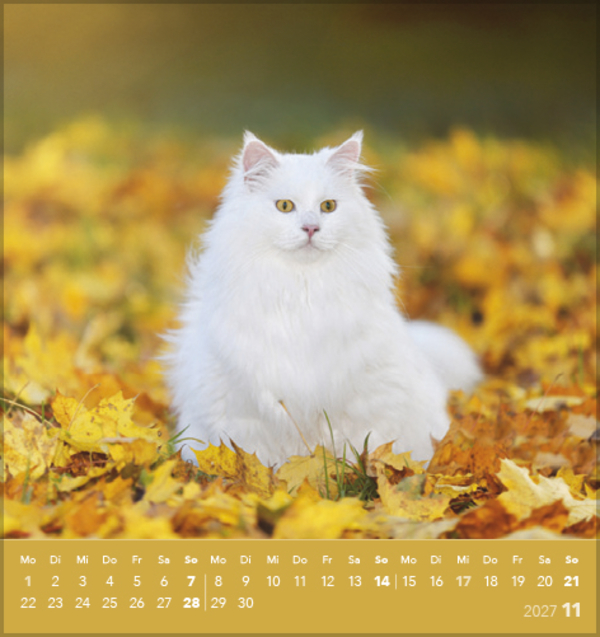 Weitere Ansicht: Schmusekatzen 2027