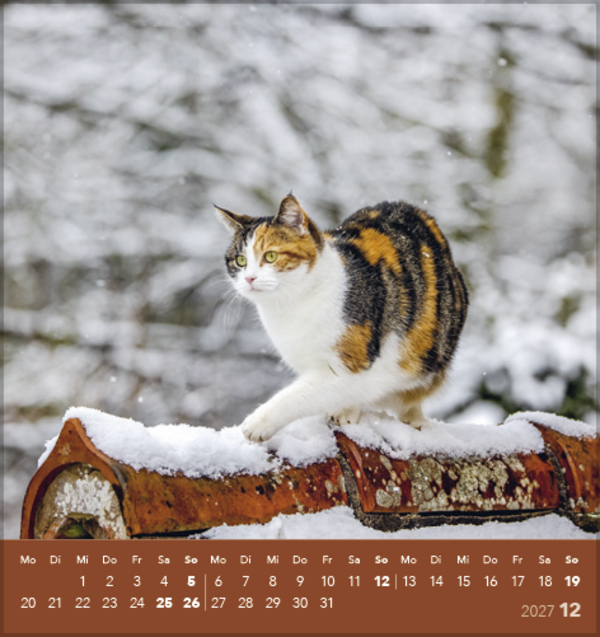 Weitere Ansicht: Schmusekatzen 2027