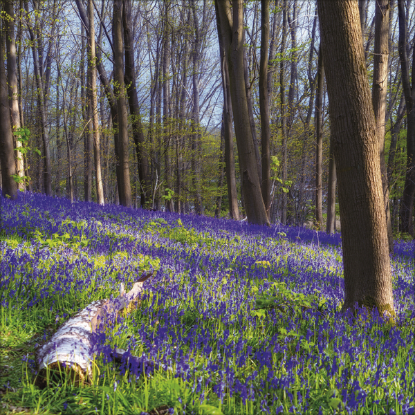 Weitere Ansicht: Magische Wälder 2027