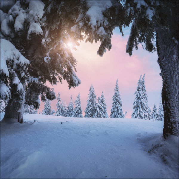 Weitere Ansicht: Magische Wälder 2027