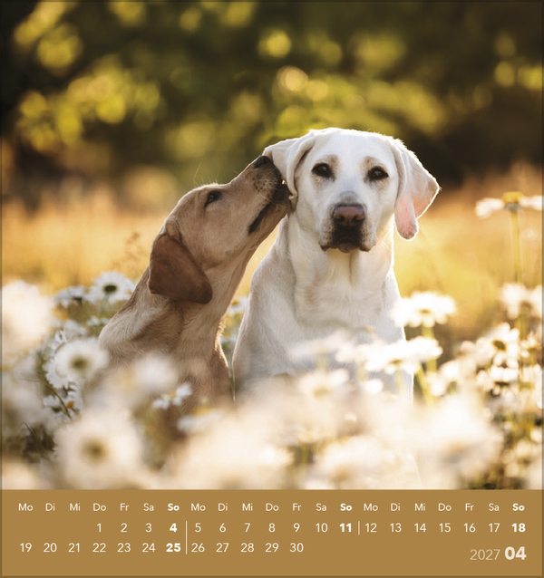 Weitere Ansicht: Hunde 2027