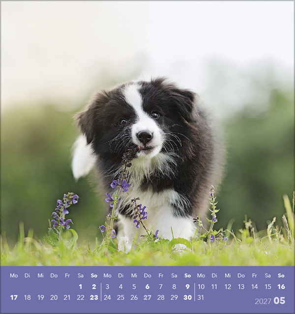 Weitere Ansicht: Hunde 2027