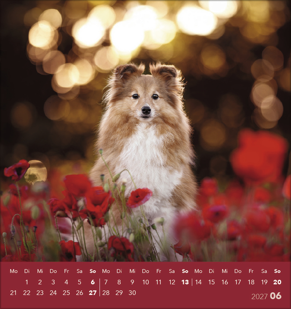 Weitere Ansicht: Hunde 2027