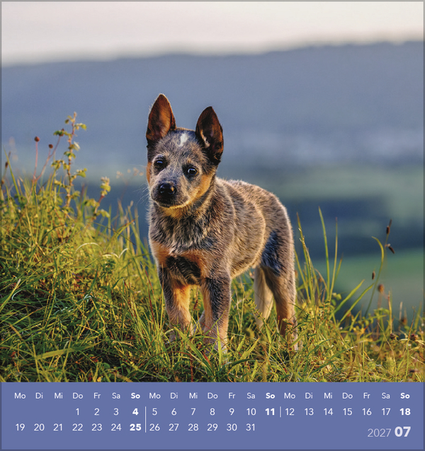 Weitere Ansicht: Hunde 2027