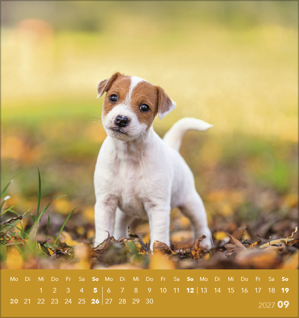 Weitere Ansicht: Hunde 2027