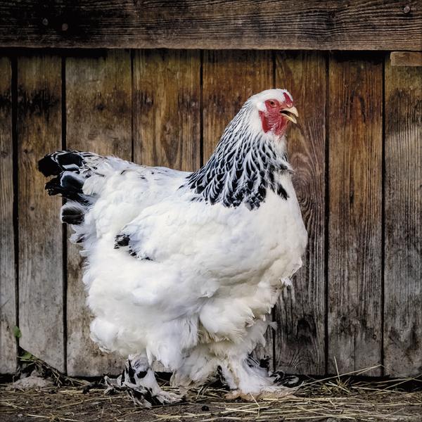 Weitere Ansicht: Hühner 2027