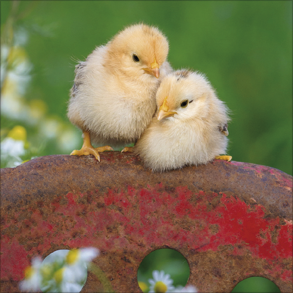 Weitere Ansicht: Hühner 2027