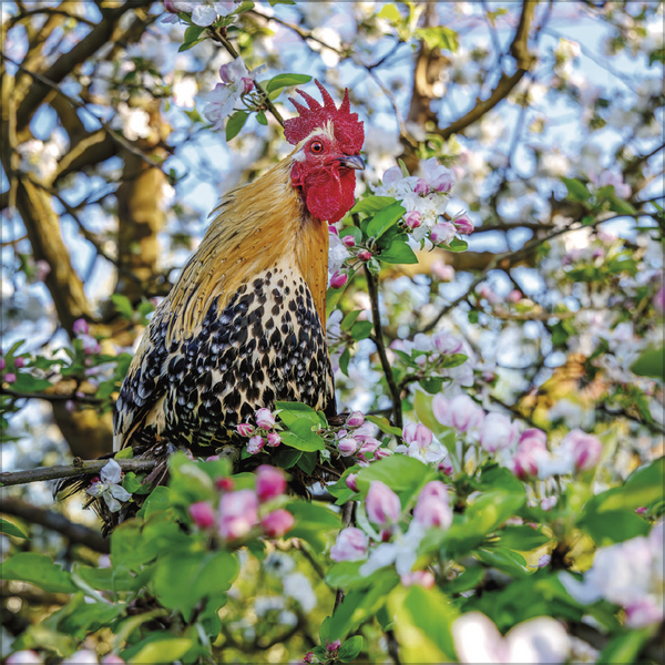 Weitere Ansicht: Hühner 2027