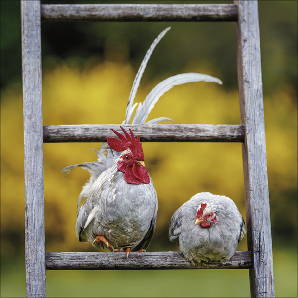 Weitere Ansicht: Hühner 2027