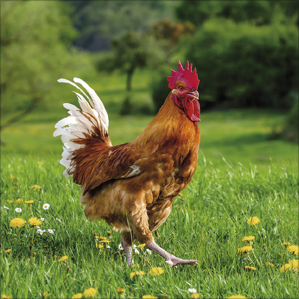 Weitere Ansicht: Hühner 2027