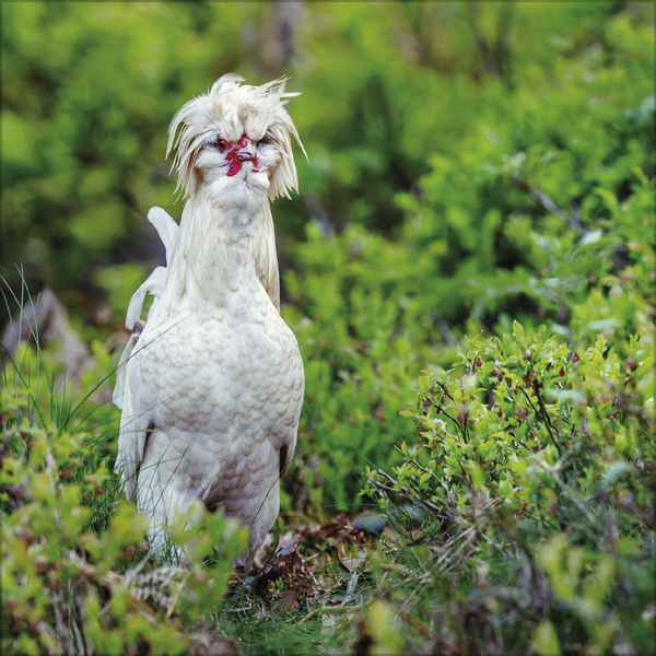 Weitere Ansicht: Hühner 2027