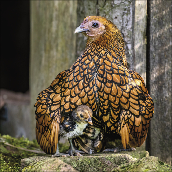 Weitere Ansicht: Hühner 2027