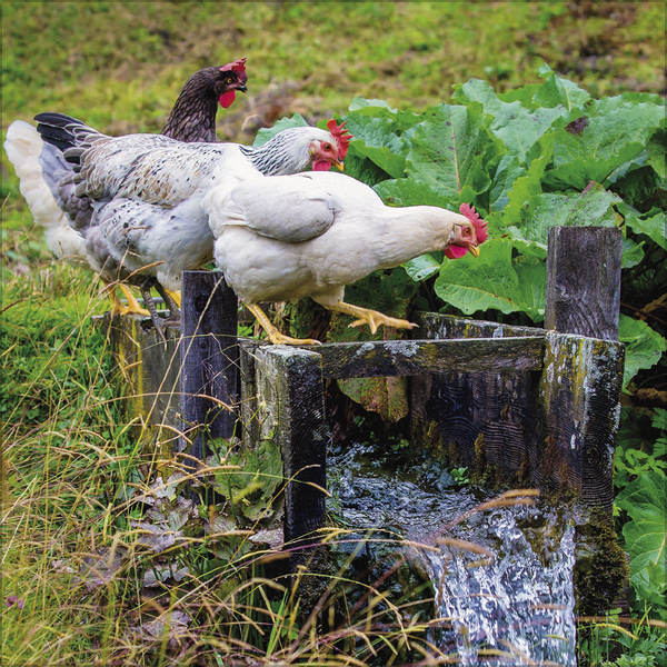 Weitere Ansicht: Hühner 2027