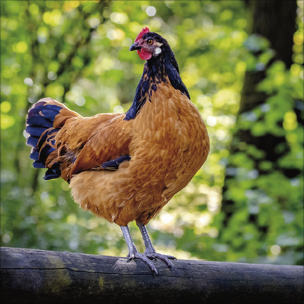 Weitere Ansicht: Hühner 2027