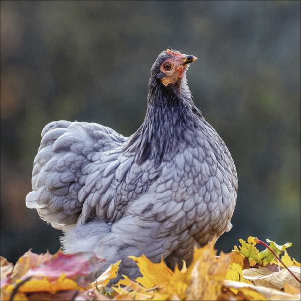 Weitere Ansicht: Hühner 2027