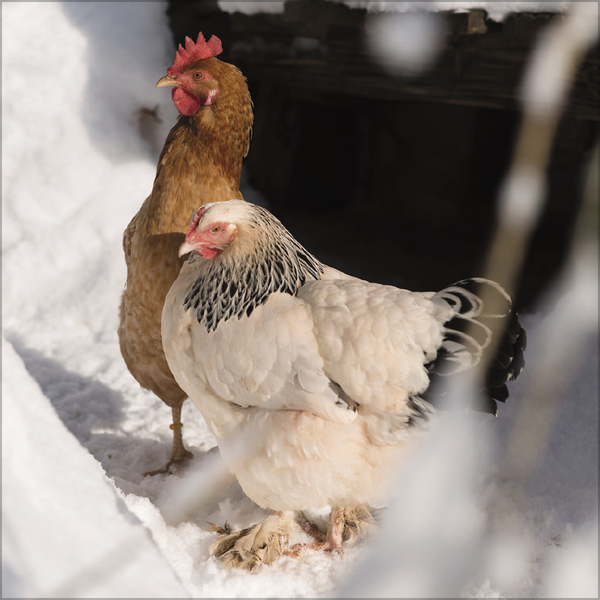 Weitere Ansicht: Hühner 2027