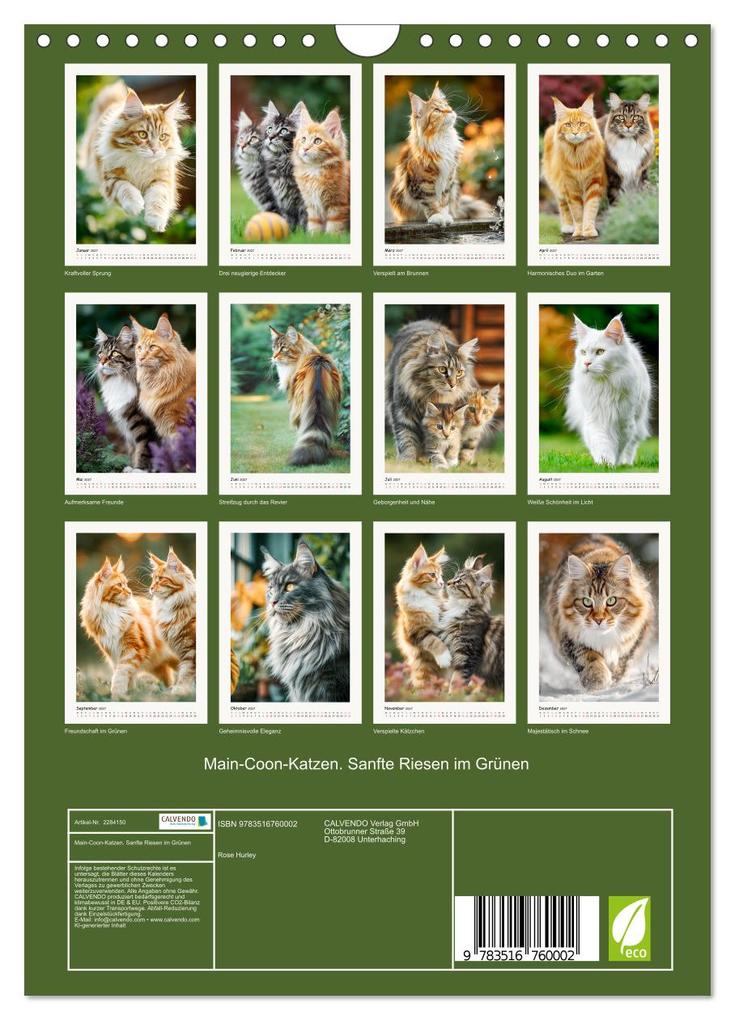 Weitere Ansicht: Main-Coon-Katzen. Sanfte Riesen im Grünen (Wandkalender 2027 DIN A4 hoch), CALVENDO Monatskalender | Calvendo, Rose Hurley