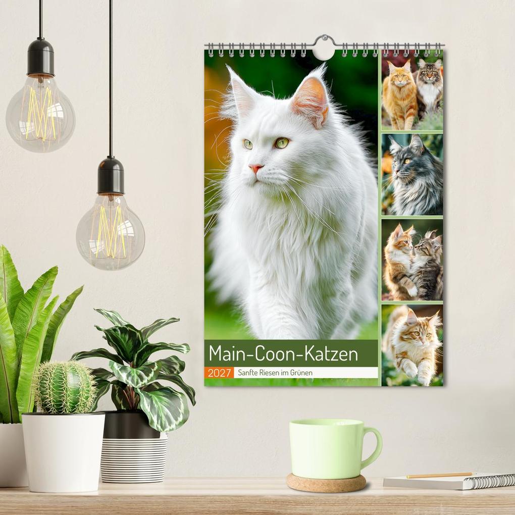 Weitere Ansicht: Main-Coon-Katzen. Sanfte Riesen im Grünen (Wandkalender 2027 DIN A4 hoch), CALVENDO Monatskalender | Calvendo, Rose Hurley
