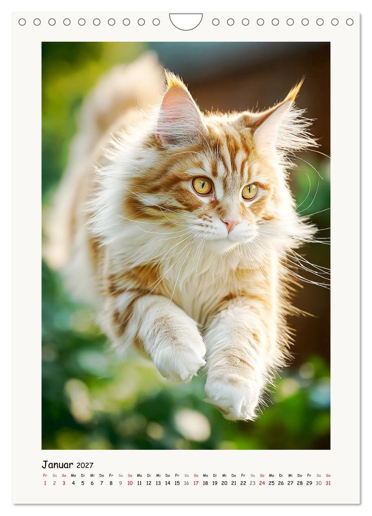 Weitere Ansicht: Main-Coon-Katzen. Sanfte Riesen im Grünen (Wandkalender 2027 DIN A4 hoch), CALVENDO Monatskalender | Calvendo, Rose Hurley