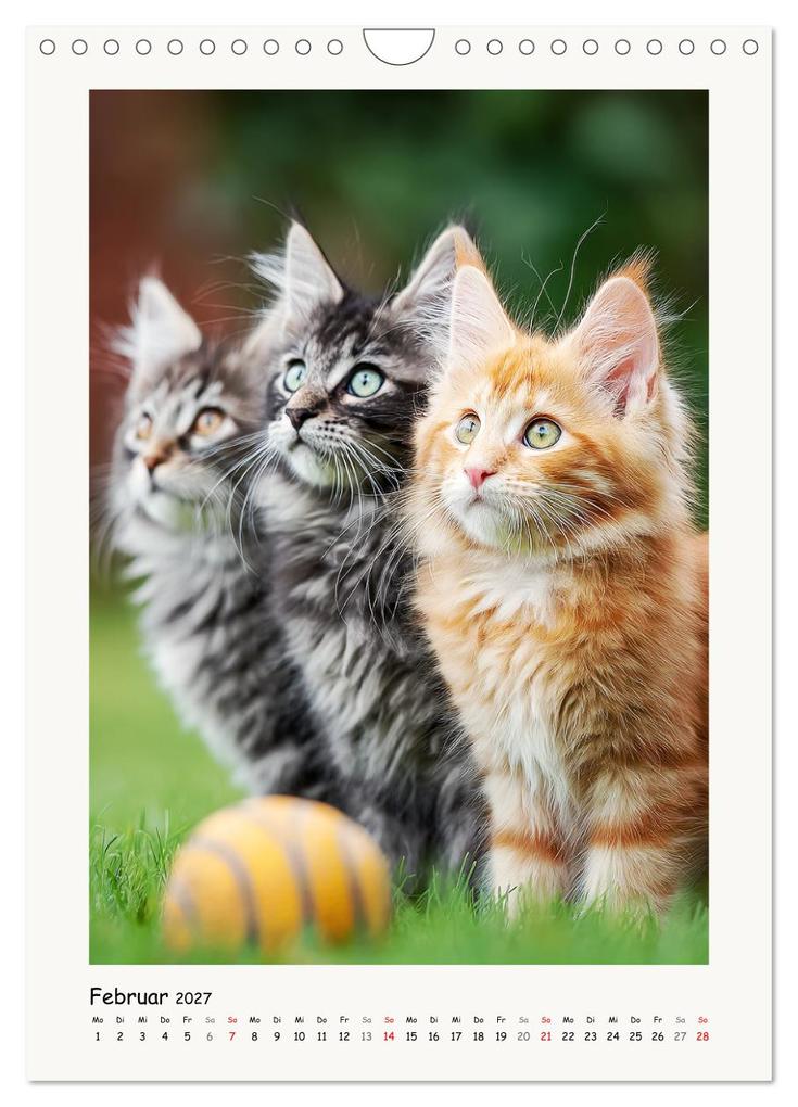 Weitere Ansicht: Main-Coon-Katzen. Sanfte Riesen im Grünen (Wandkalender 2027 DIN A4 hoch), CALVENDO Monatskalender | Calvendo, Rose Hurley