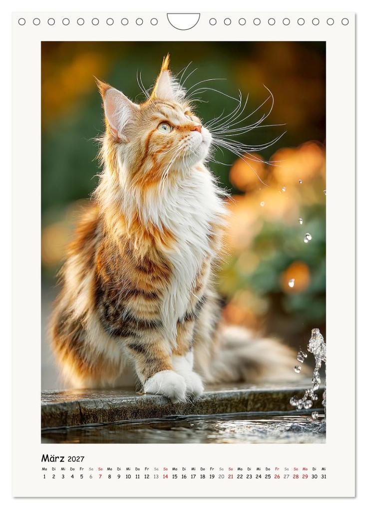 Weitere Ansicht: Main-Coon-Katzen. Sanfte Riesen im Grünen (Wandkalender 2027 DIN A4 hoch), CALVENDO Monatskalender | Calvendo, Rose Hurley