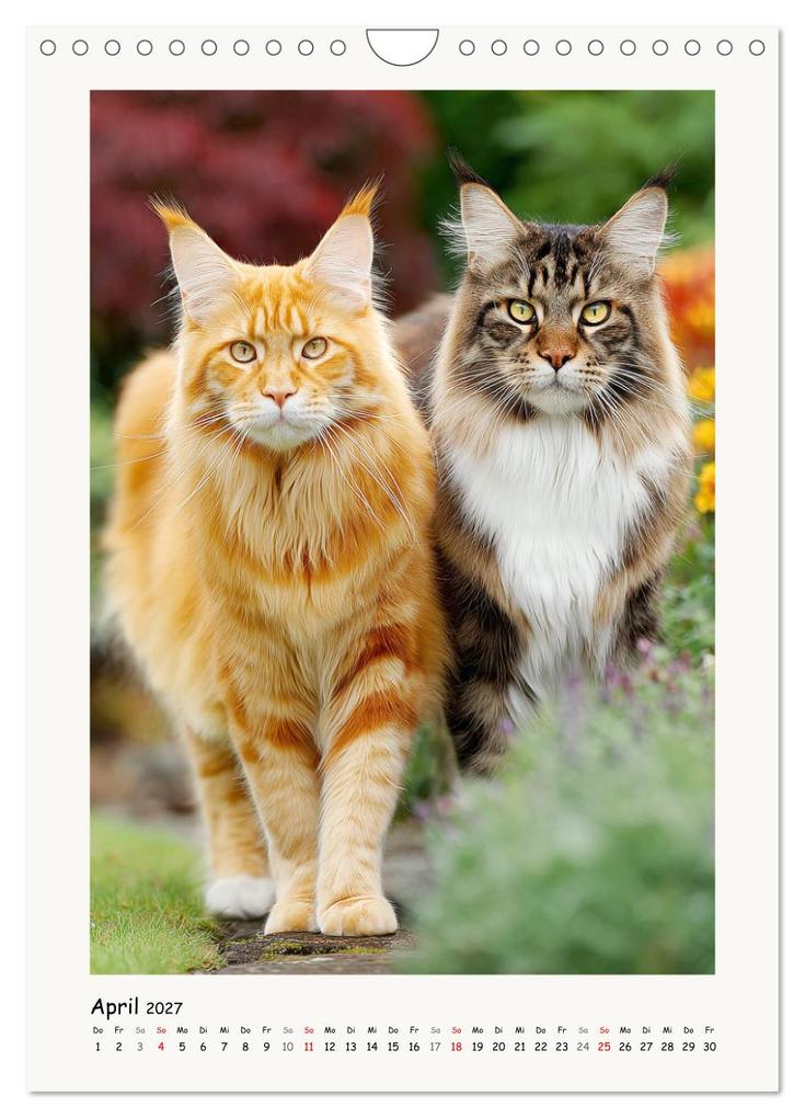 Weitere Ansicht: Main-Coon-Katzen. Sanfte Riesen im Grünen (Wandkalender 2027 DIN A4 hoch), CALVENDO Monatskalender | Calvendo, Rose Hurley