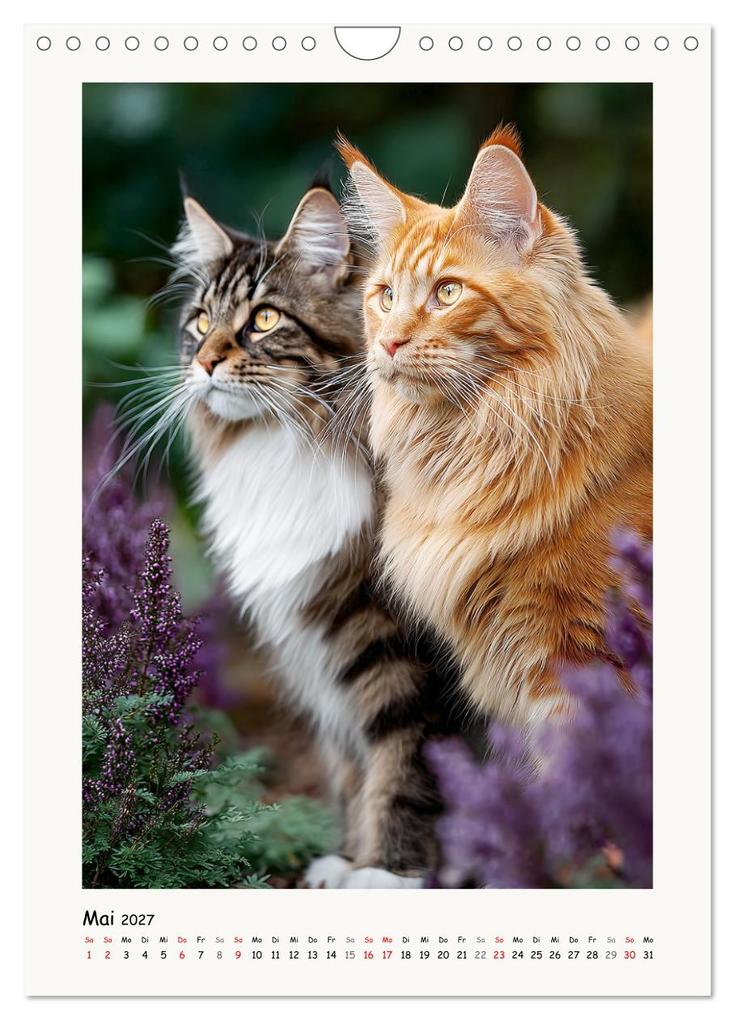 Weitere Ansicht: Main-Coon-Katzen. Sanfte Riesen im Grünen (Wandkalender 2027 DIN A4 hoch), CALVENDO Monatskalender | Calvendo, Rose Hurley